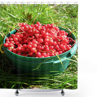 Personality  Harvest Of Red Schizandra Shower Curtains