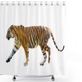 Personality  Tiger White Background Isolate Full Body Shower Curtains
