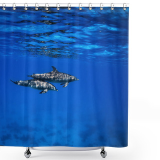 Personality  Dolphins Underwater Shower Curtains