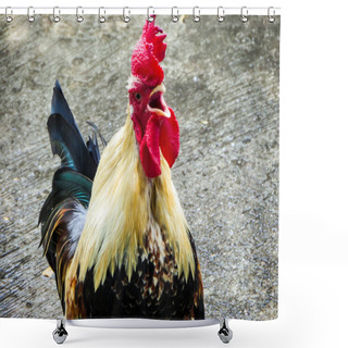 Personality  Cock Crow Chicken Shower Curtains