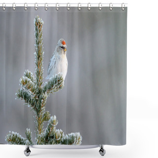 Personality  Redpoll Shower Curtains
