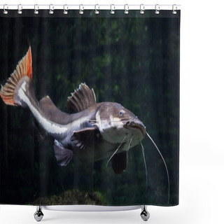 Personality  Close Up Of Freshwater Red Tail Catfish Swimming Shower Curtains