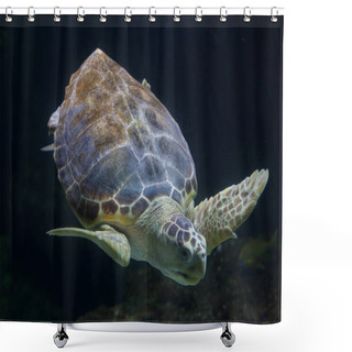 Personality  Loggerhead Sea Turtle (Caretta Caretta) Shower Curtains