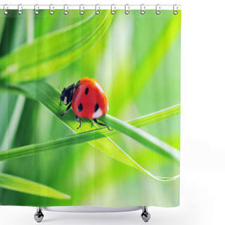 Personality  Ladybug On Grass Shower Curtains