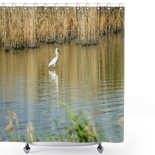 Personality  Eurasian Spoonbill Posing For The Photo. Shower Curtains