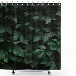 Personality  Close Up Of Green Wild Vine Leaves In Garden Shower Curtains