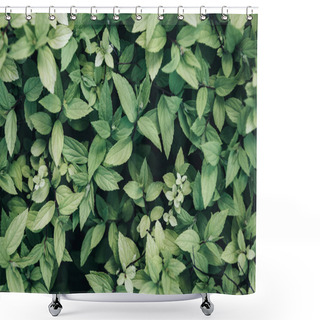 Personality  Full Frame Image Of Green Leaves Background  Shower Curtains