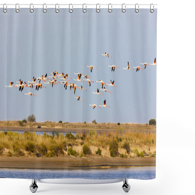 Personality  flamingos in Camargue, Provence, France shower curtains
