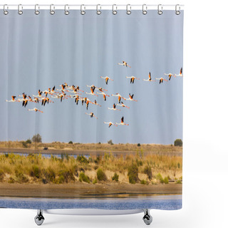 Personality  Flamingos In Camargue, Provence, France Shower Curtains