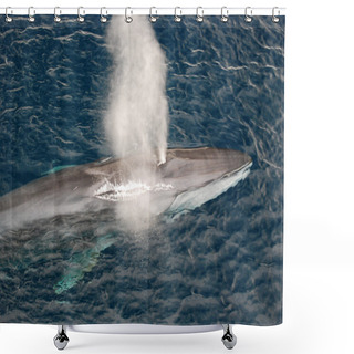 Personality  Fin Whale Shower Curtains
