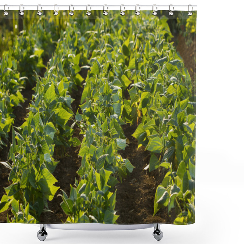 Personality  Field of green beans shower curtains