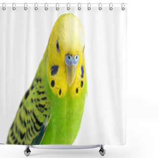 Personality  Close Up Of A Budgerigar Parakee Isolated On White Background Shower Curtains