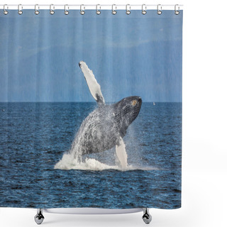 Personality  Flying Whale. Alaska Shower Curtains