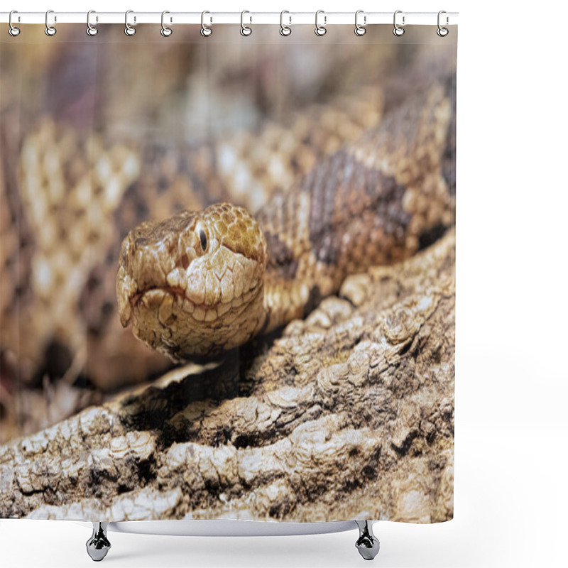 Personality  Northern Copperhead, Agkistrodon Contortrix  Is A Venomous Pit Viper Found In Eastern North America Shower Curtains