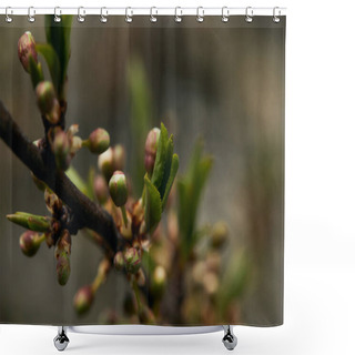Personality  Close Up Of Green Blooming Leaves And Buds On Tree Branch In Spring  Shower Curtains