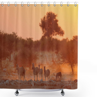 Personality  Burchell's Zebra Herd At Sunset Shower Curtains