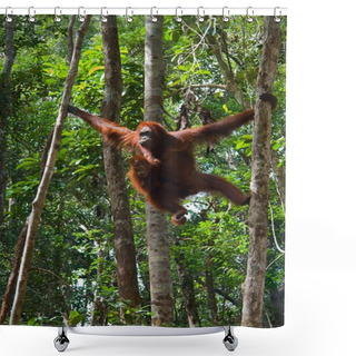 Personality  Female Of The Orangutan With A Cub. Shower Curtains
