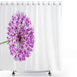 Personality  Allium (Allium Giganteum) In Full Flower Isolated Shower Curtains