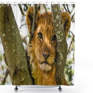 Personality  Cute Lion Cub Portrait Shower Curtains
