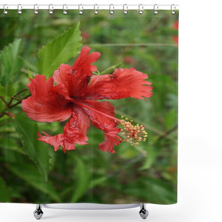 Personality  Shoe Black Plant With A Natural Background. Also Called Hibiscus Rosa Sinensis, Chinese Hibiscus, China Rose, Hawaiian Hibiscus, Rose Mallow And Shoeblack Plant Shower Curtains