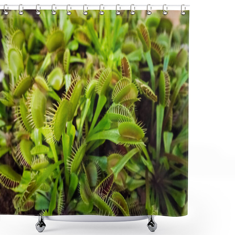 Personality  Pillow Of Green Carnivorous Venus Trap Plant Shower Curtains