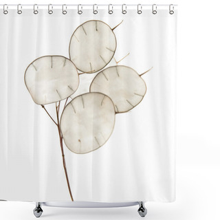 Personality  Lunaria Annua, Silver Dollar Plant Shower Curtains