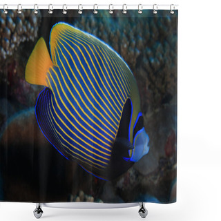 Personality  Emperor Angelfish Shower Curtains