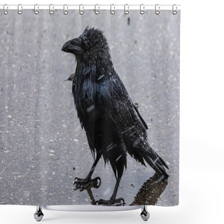 Personality  A Black Raven In The Snow And Rain Shower Curtains