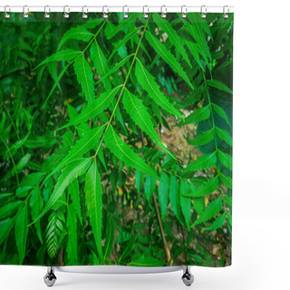 Personality  Azadirachta Indica  A Branch Of Neem Tree Leaves. Natural Medicine. Shower Curtains