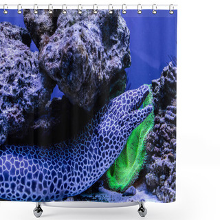 Personality  Leopard Moray Eel Fish  Shower Curtains