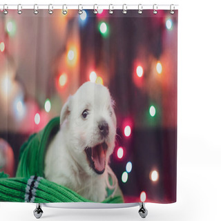 Personality  The One Month Old West Highland White Terrier Puppy. The Small Cute Adorable Dog Is Looking At Camera. Dog Is On A Colorful Background With Christmas Toys. New Year Presents. Shower Curtains