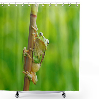 Personality  European Tree Frog Shower Curtains