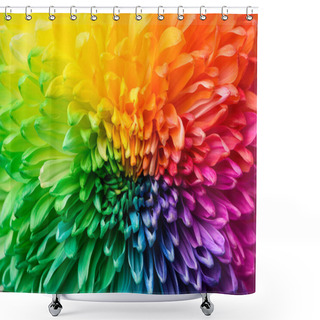 Personality  Multicolored Petals Of Chrysanthemum. A Rainbow-colored Flower. Close-up Texture Shower Curtains