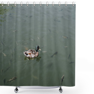 Personality  Elevated View Of Duck And Flock Of Fishes Swimming In Water  Shower Curtains