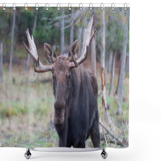 Personality  Bull Moose (Alces Alces) Closeup In Marsh In Algonquin Park, Canada Shower Curtains