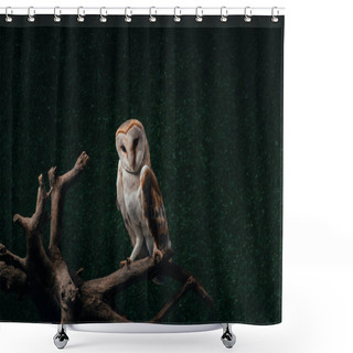 Personality  Cute Wild Barn Owl On Wooden Branch On Dark Background Shower Curtains