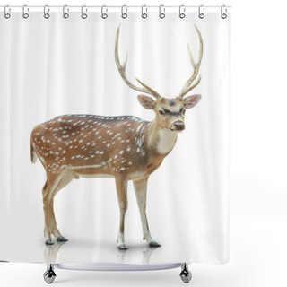 Personality  Chital, Spotted Deer Isolated In White Background Shower Curtains