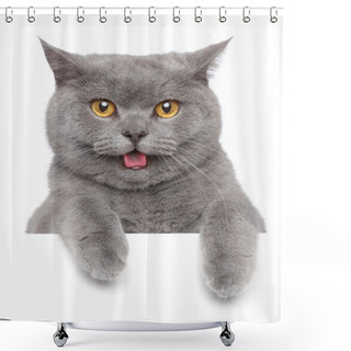 Personality  Portrait Of British Shorthair Cat Shower Curtains