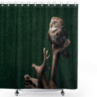 Personality  Cute Wild Owl On Wooden Branch On Dark Background Shower Curtains