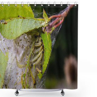 Personality  Group Of Larvae Of Bird-cherry Ermine Yponomeuta Evonymella Pupate In Tightly Packed Communal, White Web On A Tree Trunk And Branches Among Green Leaves In Summer. Shower Curtains