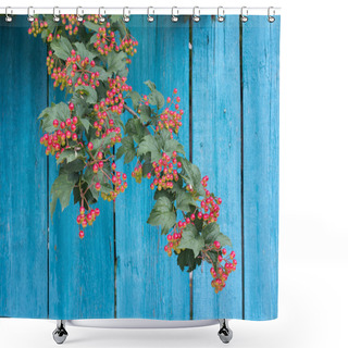 Personality  Ripening Rowan Branch Against A Blue Wooden Fence Shower Curtains