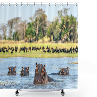 Personality  The Common Hippopotamus In The Water. Sunny Day. Africa Shower Curtains