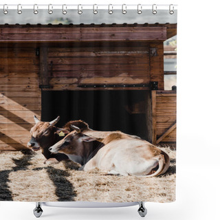Personality  Sunlight On Bulls Lying On Hay  Shower Curtains