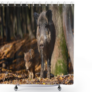 Personality  Big Wild Boar In The Autumn Forest Shower Curtains