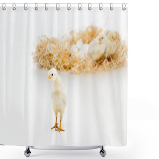Personality  Close-up View Of Cute Little Chick Looking At Camera And Chickens On Nest With Eggs Behind Shower Curtains