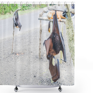 Personality  Bat Hanging From The Tree Branch, Indonesia Bat - Also Known As Great Flying Fox. Shower Curtains