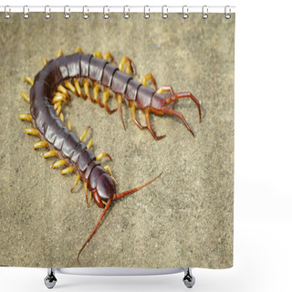 Personality  Image Of Centipedes Or Chilopoda On The Ground. Animal. Poisonou Shower Curtains