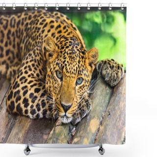 Personality  Wild Leopard Shower Curtains