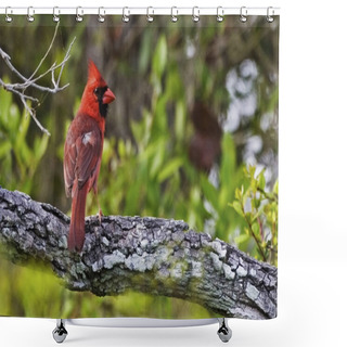 Personality  A Northern Cardinal, Cardinalis Cardinalis, Perched In Tree Shower Curtains