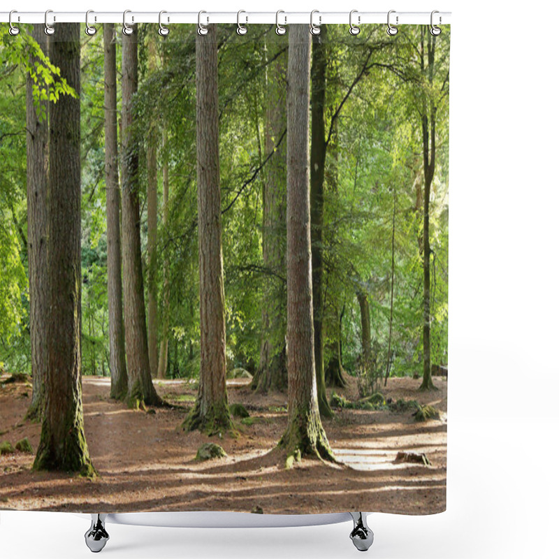Personality  Special light in the Hermitage forest, Scotland. UK. shower curtains